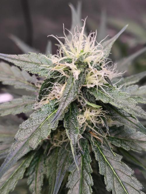 Son of a Mich. Week 6