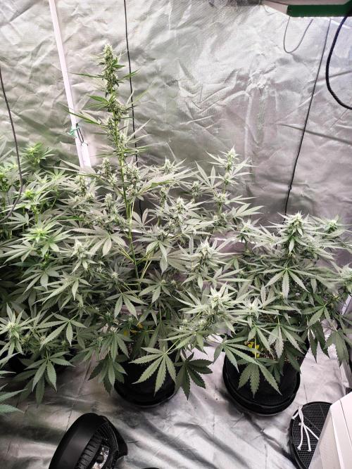 Son of a Mich. Week 6