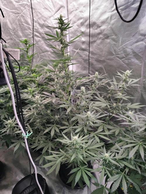 Son of a Mich. Week 6