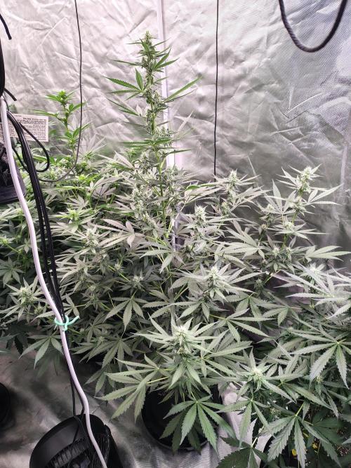 Son of a Mich. Week 6