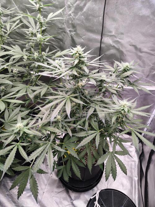 Son of a Mich. Week 6