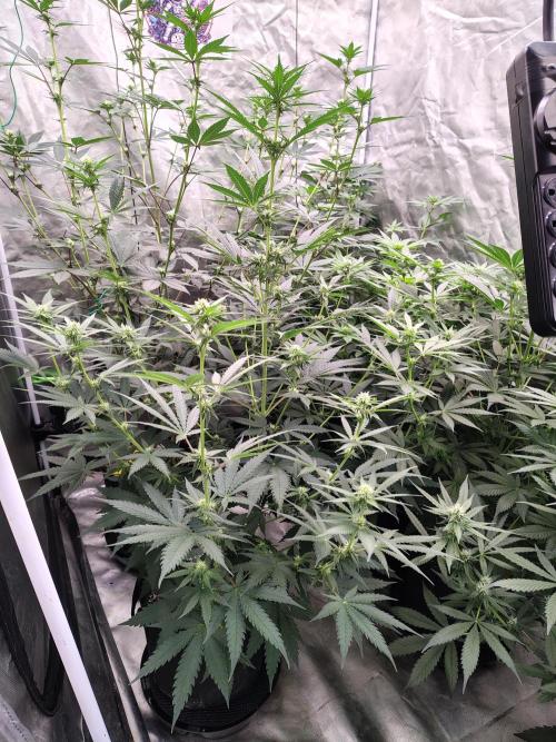 Fruity Pebbles OG. Week 8