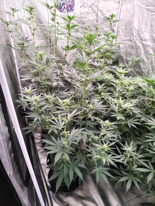 Fruity Pebbles OG. Week 8