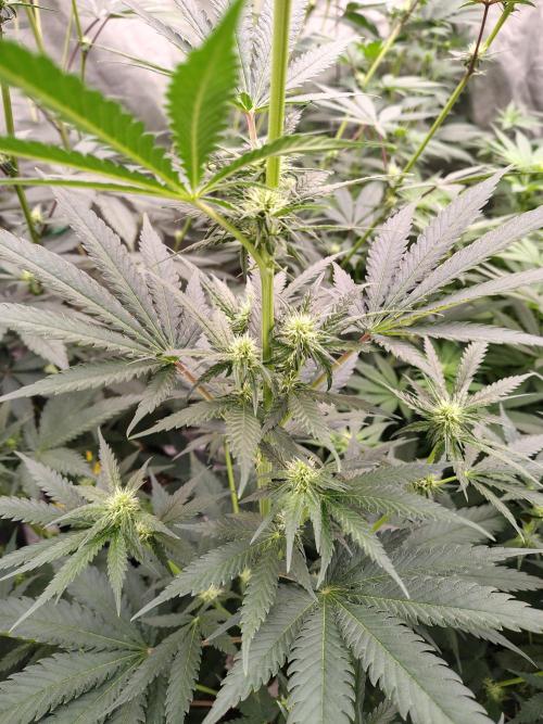 Fruity Pebbles OG. Week 8