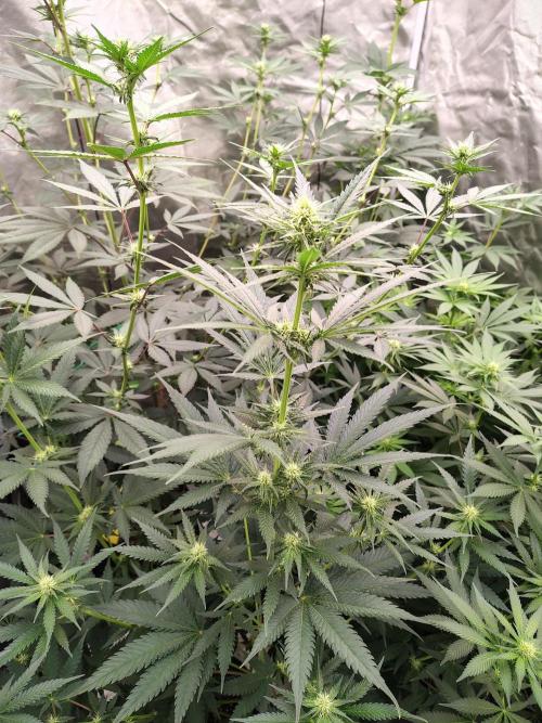 Fruity Pebbles OG. Week 8