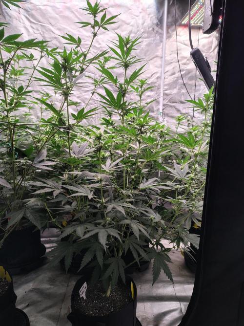 Fruity Pebbles OG. Week 8