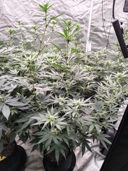 Fruity Pebbles OG. Week 8
