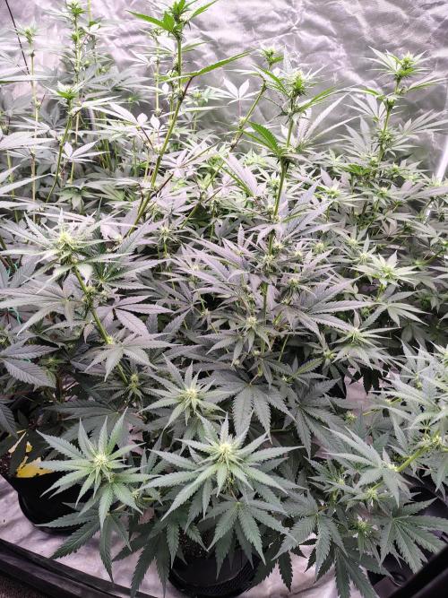 Fruity Pebbles OG. Week 8