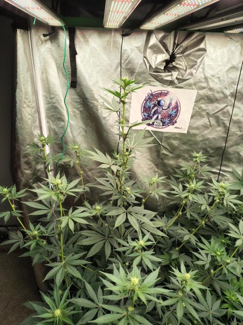 The Spice F3. Week 8