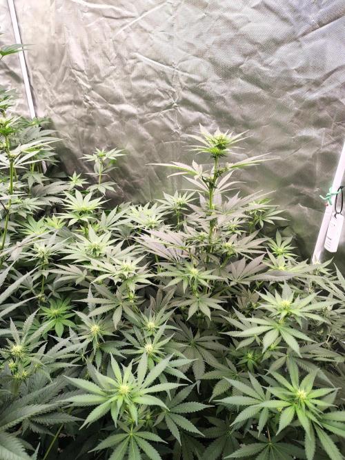 Durga Mata. Week 8