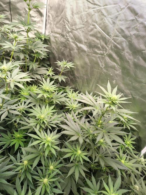 Durga Mata. Week 8