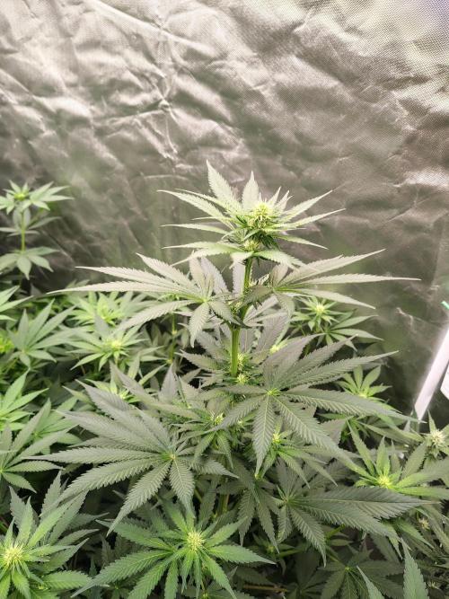 Durga Mata. Week 8