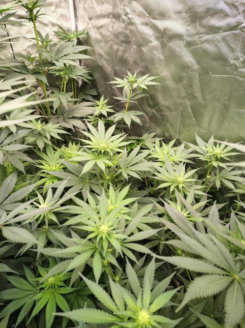 Durga Mata. Week 8