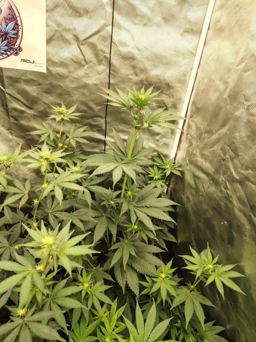 Zoap Rose. Week 8
