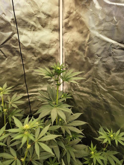 Zoap Rose. Week 8