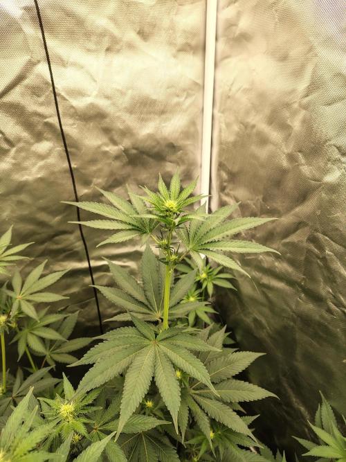 Zoap Rose. Week 8