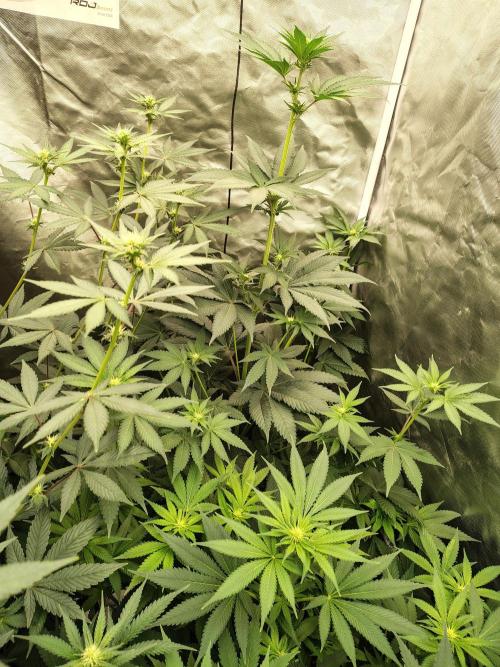 Zoap Rose. Week 8