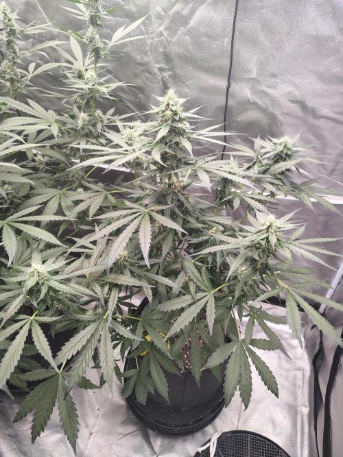 Son of a Mich. Week 6