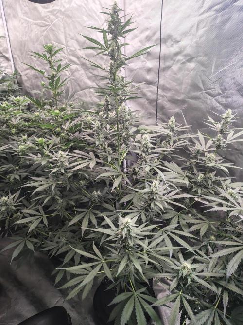 Son of a Mich. Week 6