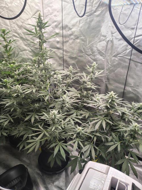 Son of a Mich. Week 6