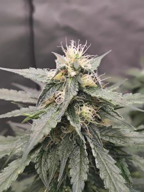 Son of a Mich. Week 6