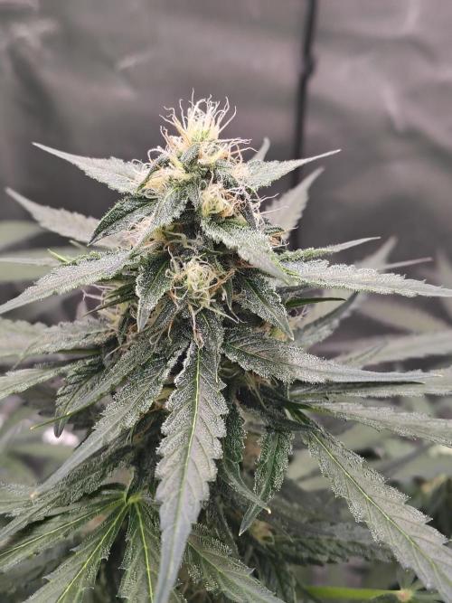 Son of a Mich. Week 6