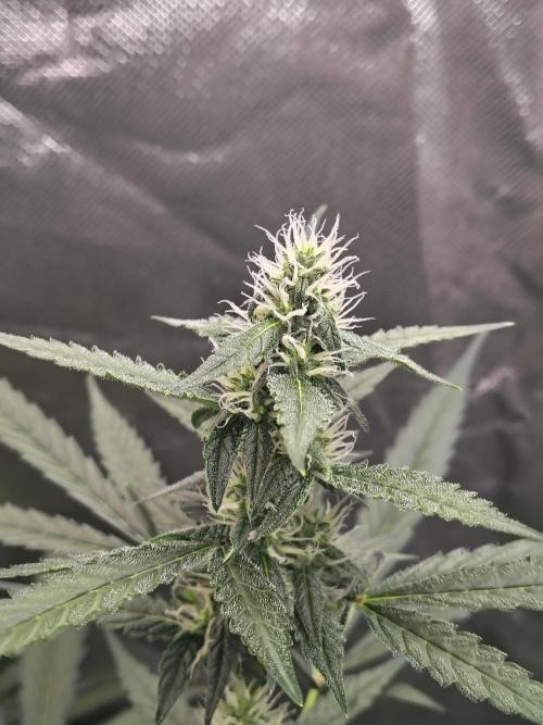 Son of a Mich. Week 6