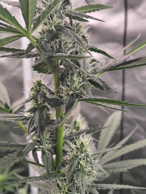Son of a Mich. Week 6