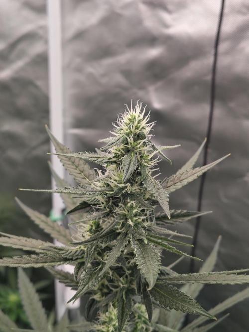 Son of a Mich. Week 6