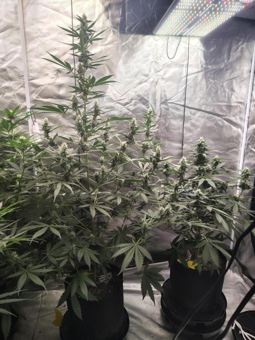 Son of a Mich. Week 6