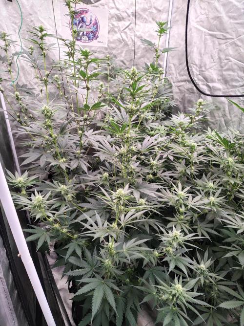 Fruity Pebbles OG. Week 8