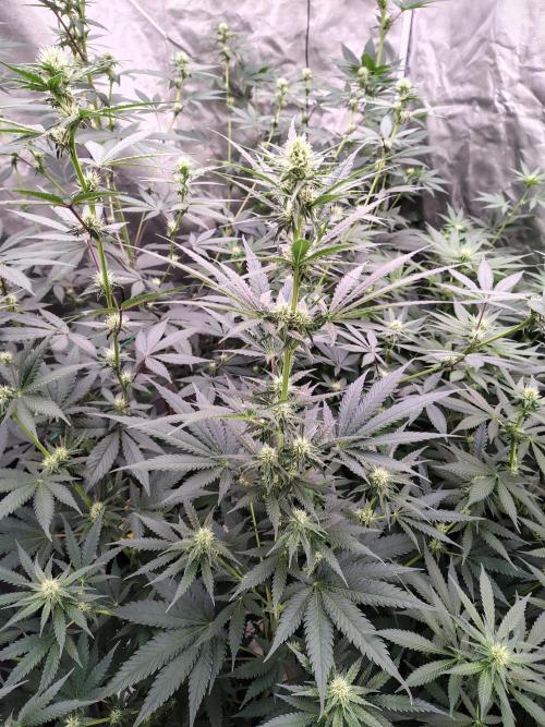 Fruity Pebbles OG. Week 8