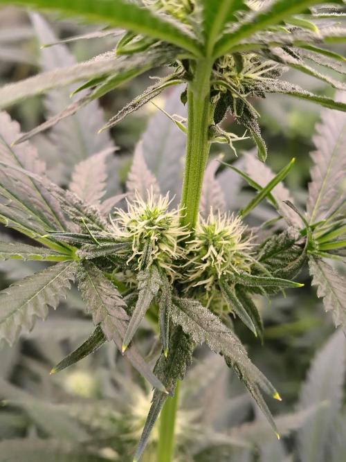 Fruity Pebbles OG. Week 8