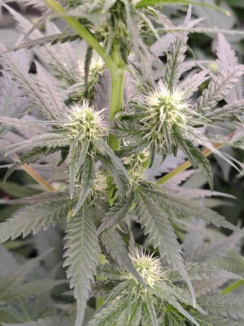 Fruity Pebbles OG. Week 8
