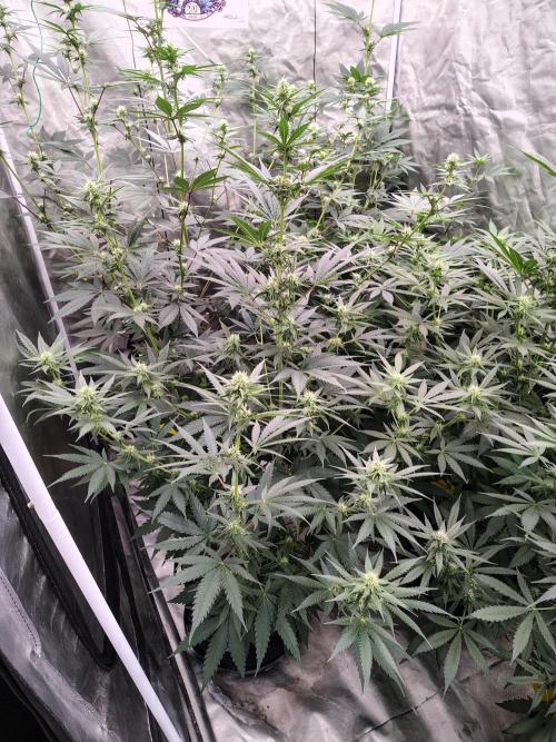 Fruity Pebbles OG. Week 8