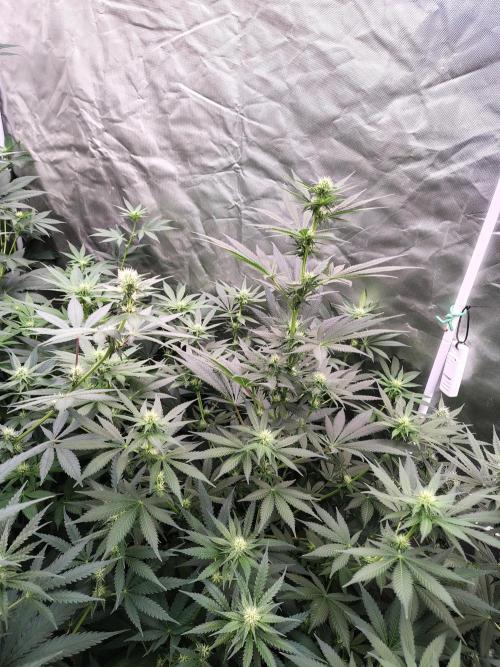 Durga Mata. Week 8