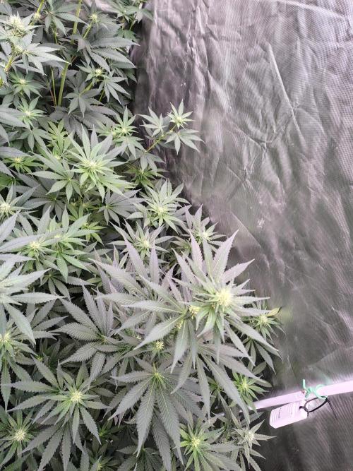 Durga Mata. Week 8