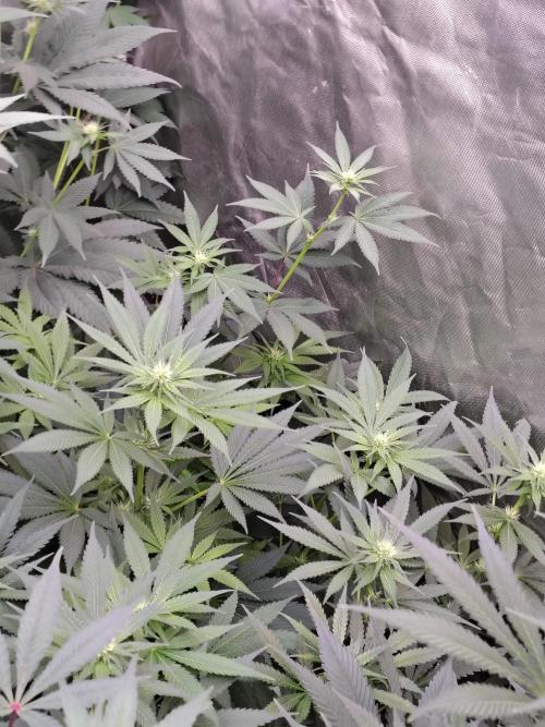 Durga Mata. Week 8