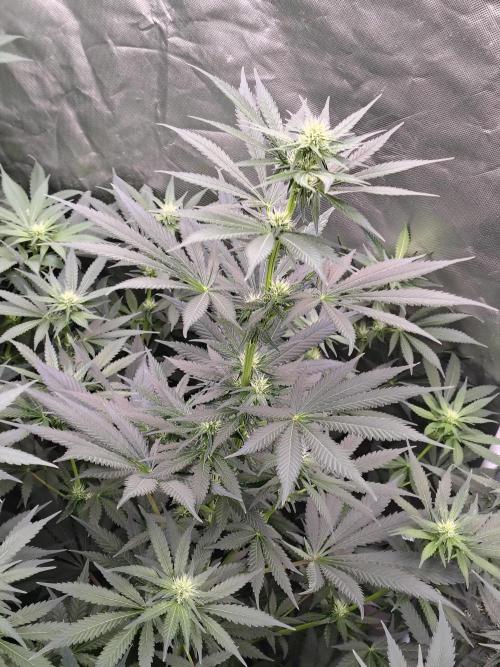 Durga Mata. Week 8