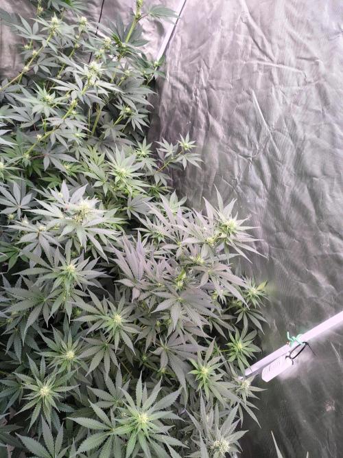 Durga Mata. Week 8