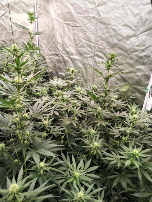 Durga Mata. Week 8