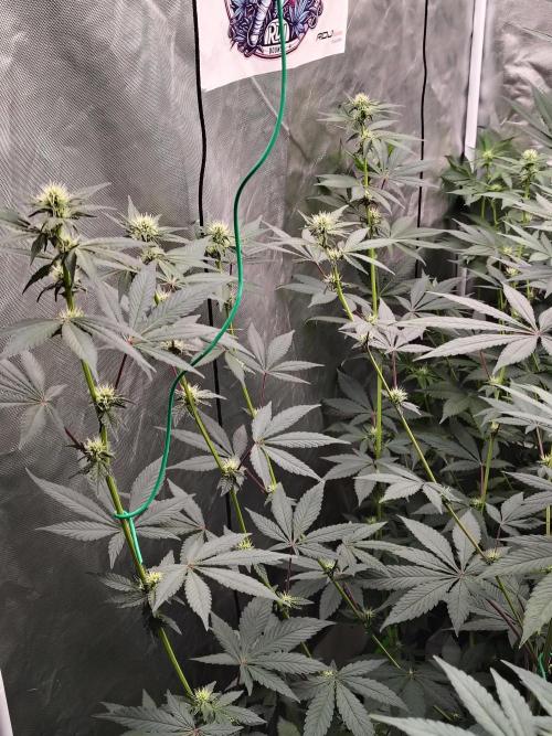 The Spice F3. Week 8