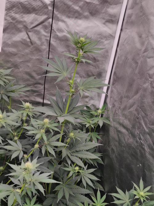 Zoap Rose. Week 8