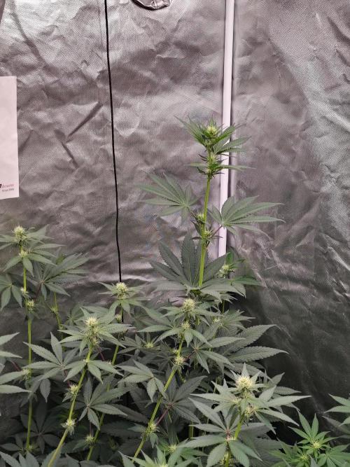 Zoap Rose. Week 8