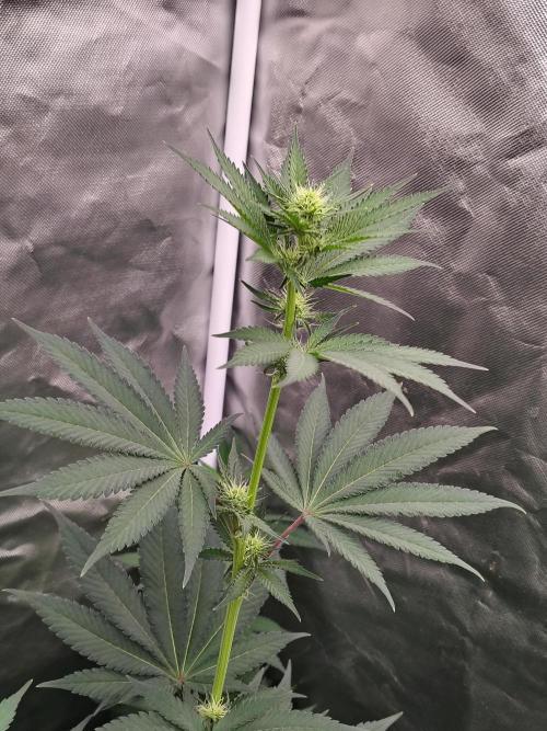 Zoap Rose. Week 8