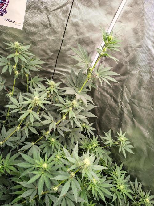 Zoap Rose. Week 8