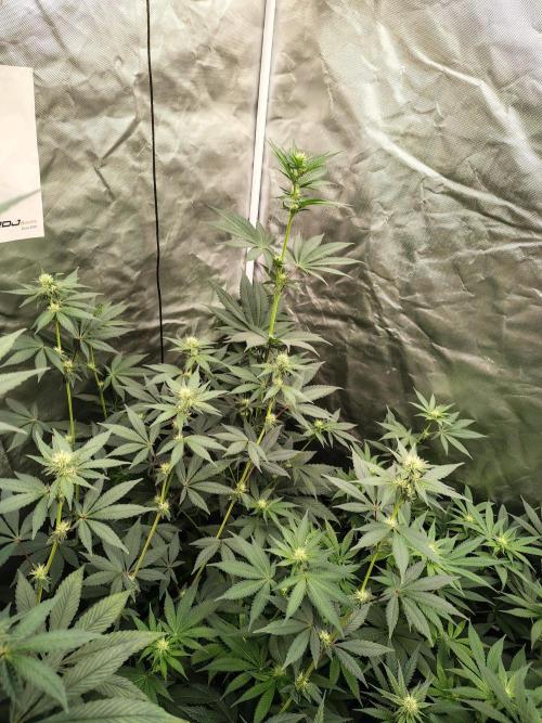 Zoap Rose. Week 8