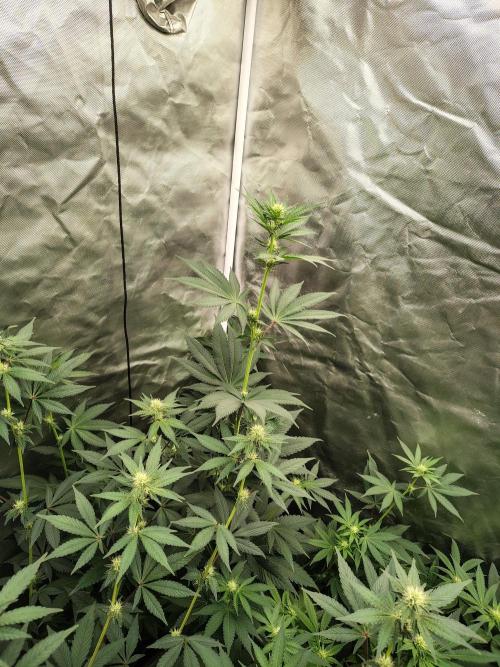 Zoap Rose. Week 8