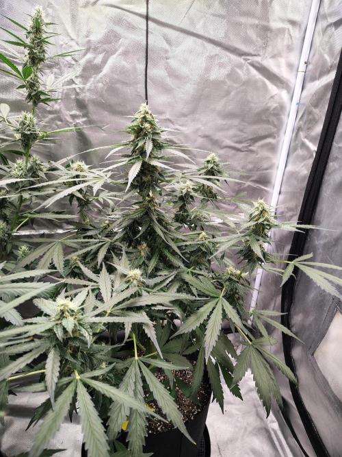 Son of a Mich. Week 7