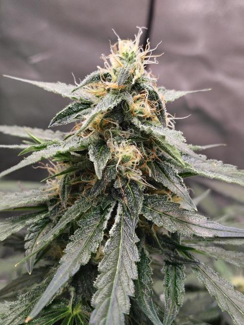 Son of a Mich. Week 7